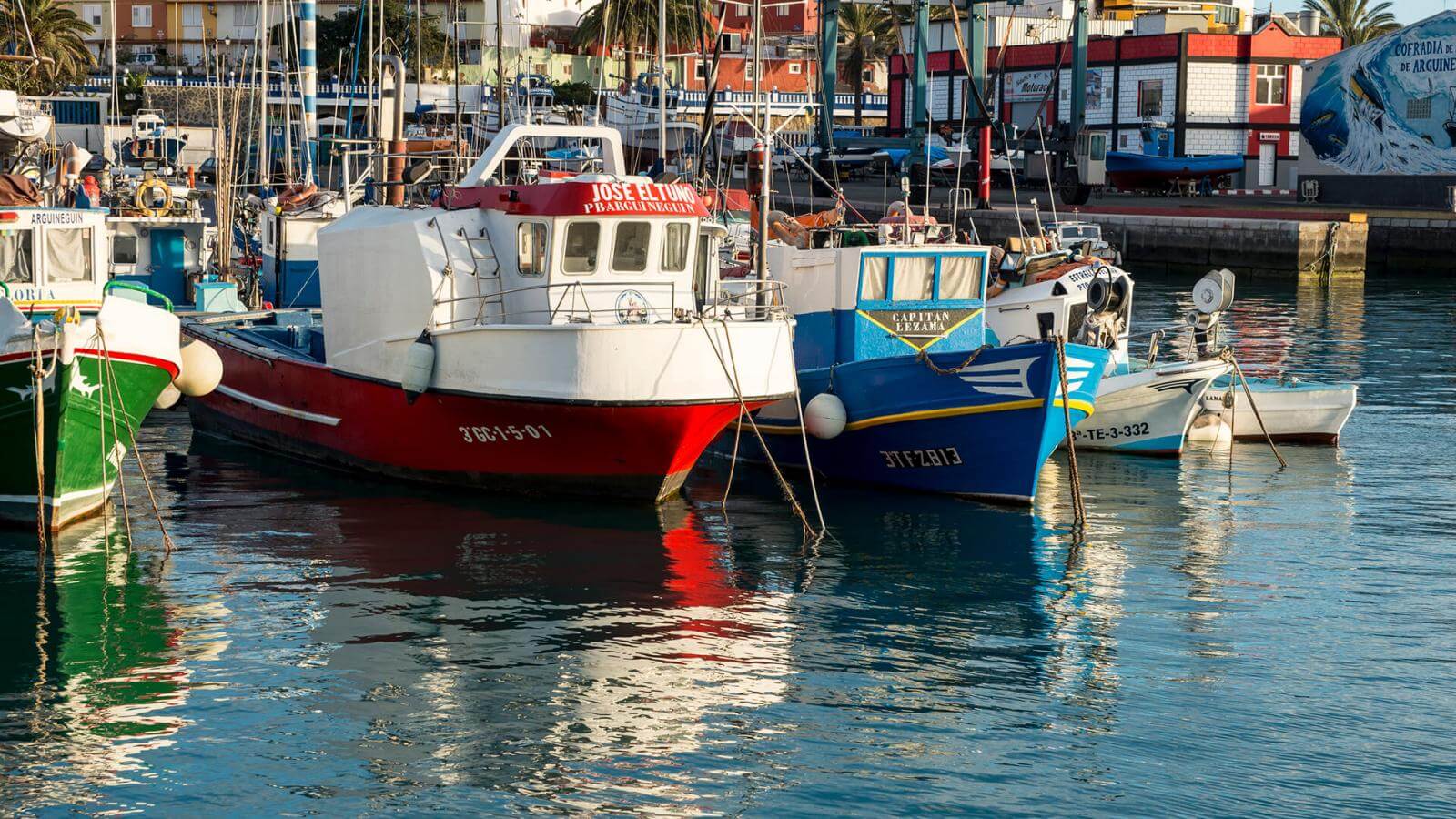 Multiacuatic: Ver Delfines y Visitar el Mercadillo Mogán - 5 horas